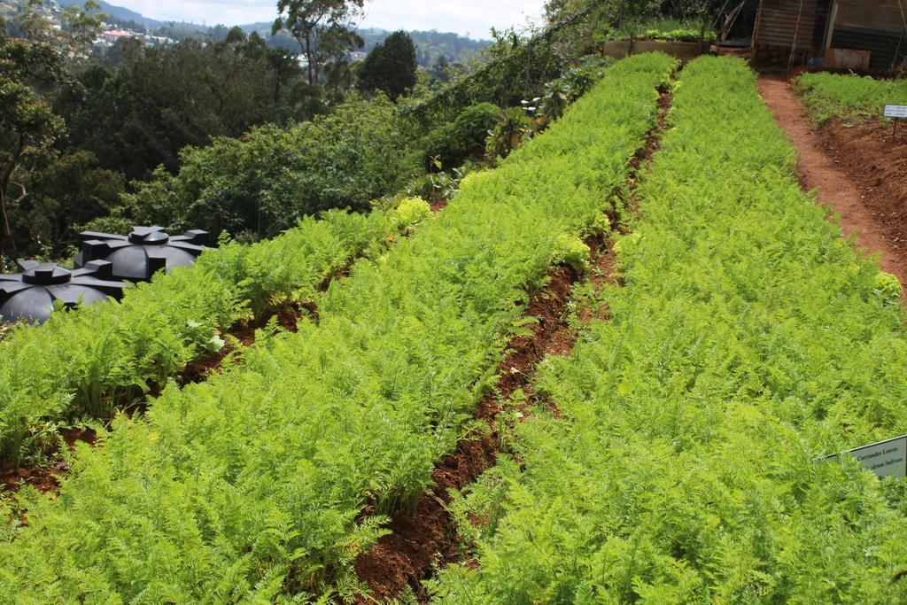 Serene Villa Nuwara Eliya Bagian luar foto