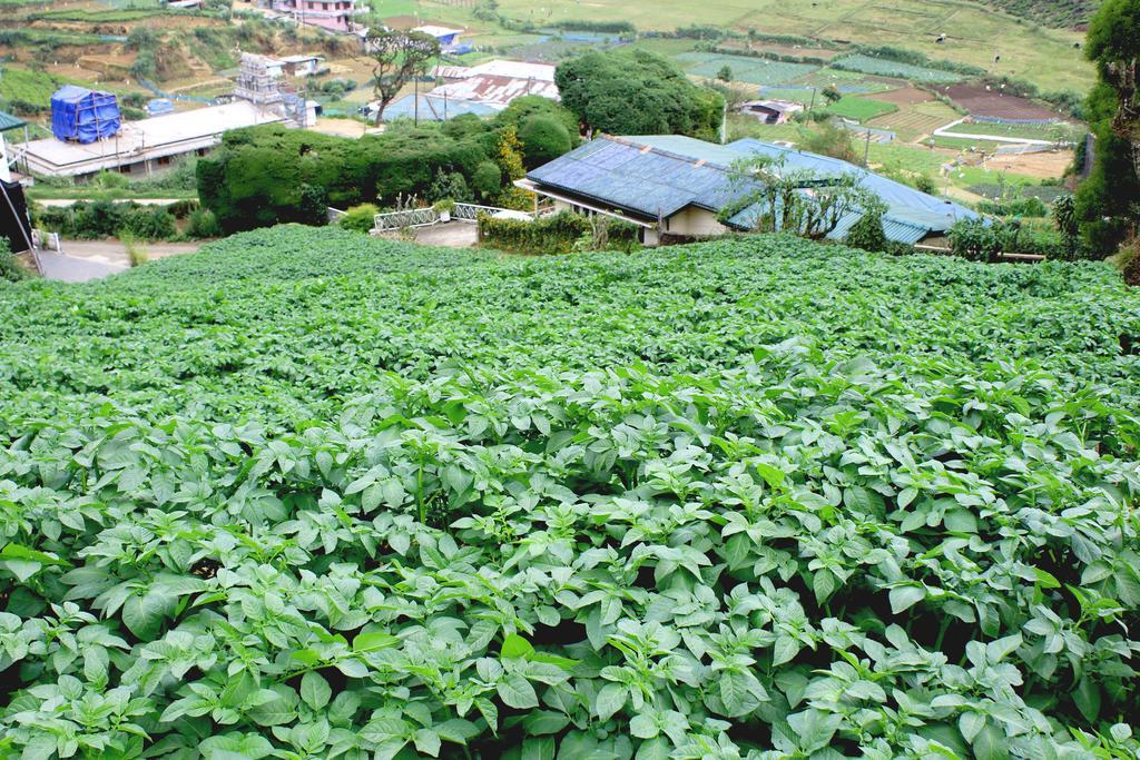 Serene Villa Nuwara Eliya Bagian luar foto