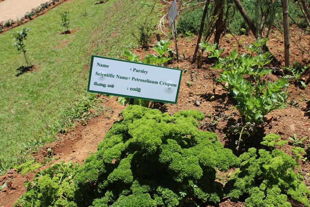 Serene Villa Nuwara Eliya Bagian luar foto